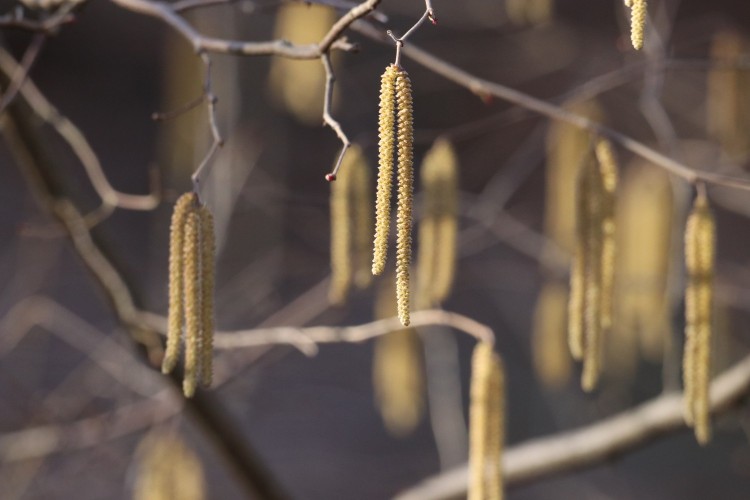 Hazelnut catkins