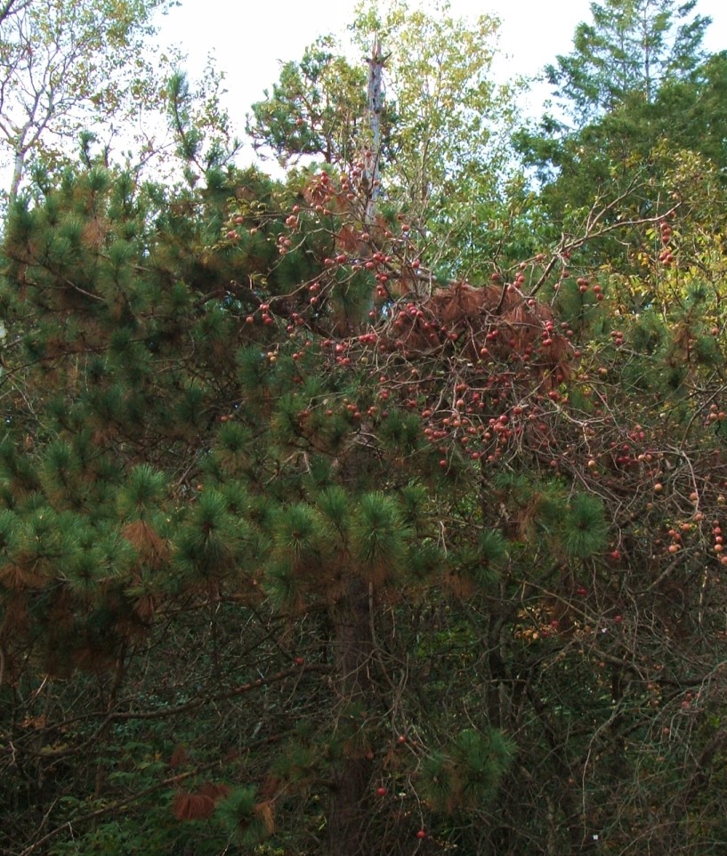 Pine Apple Tree